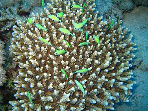 Chromis viridis.JPG